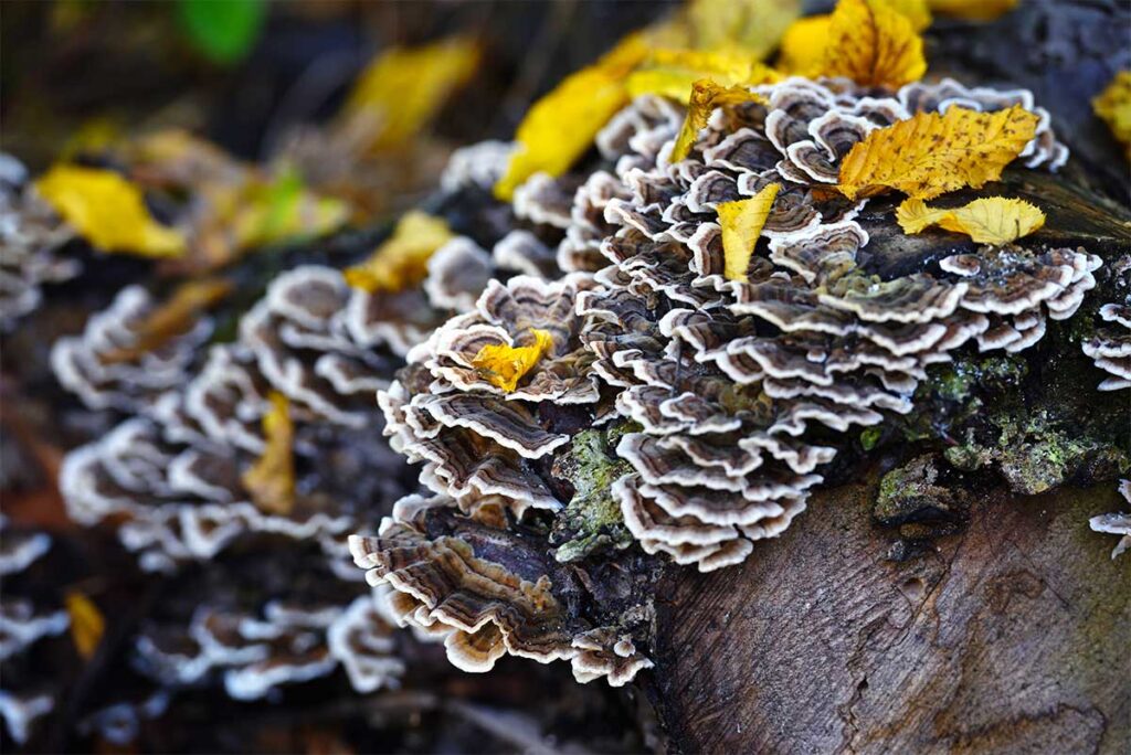 Medicinal Benefits of Turkey Tail Mushroom