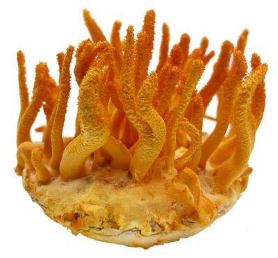 Cordyceps Fungus