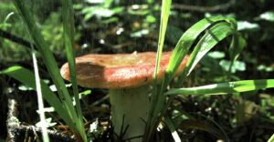 Environmental Benefits of Mushroom Farming