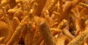 Cordyceps Benefits