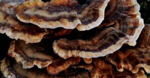 Turkey Tail Mushroom Side Effects