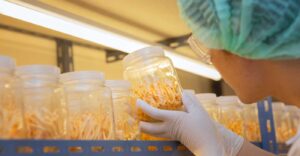 Cordyceps Uses