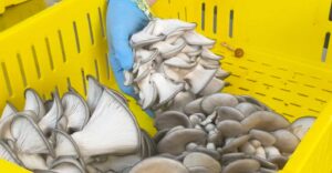 Mushroom Farm Morning Routine