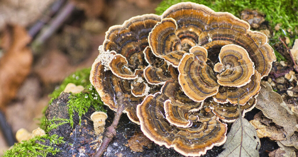 Is Turkeytail Edible