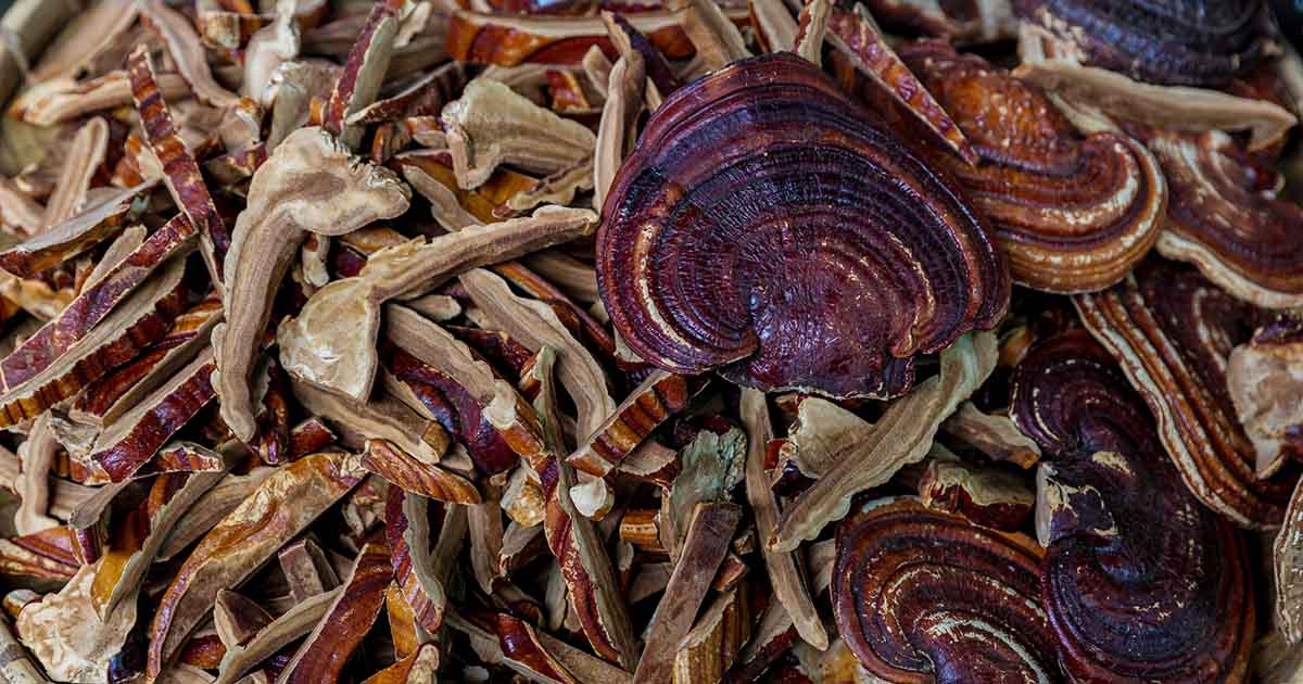 Functional Fungi
