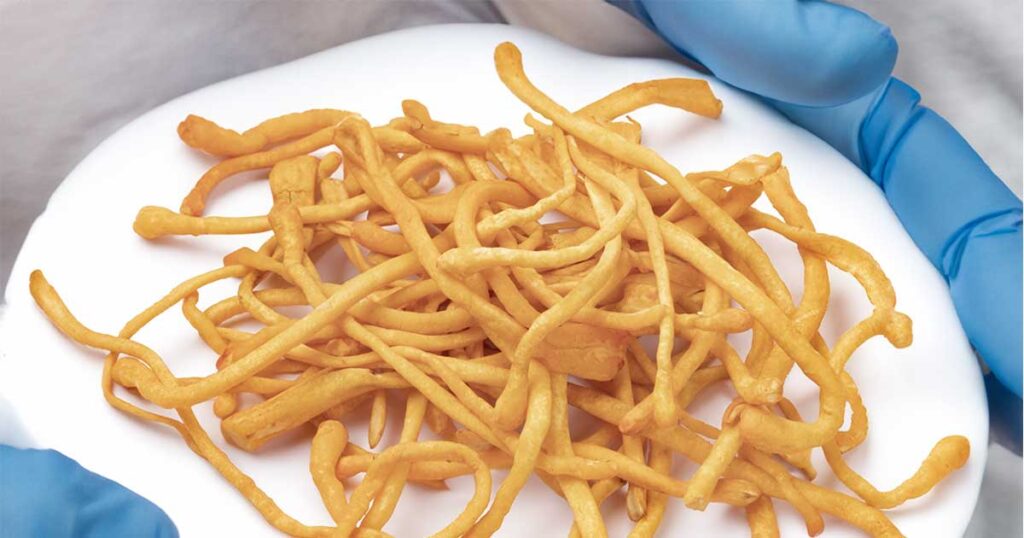 Cordyceps Pregnancy
