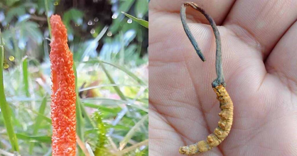 Cordyceps Sinensis Versus Militaris