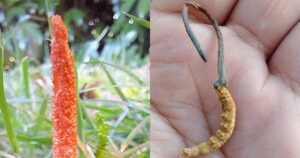 Cordyceps Sinensis Versus Militaris