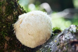 Lion’s Mane Tincture Benefits for Brain Health